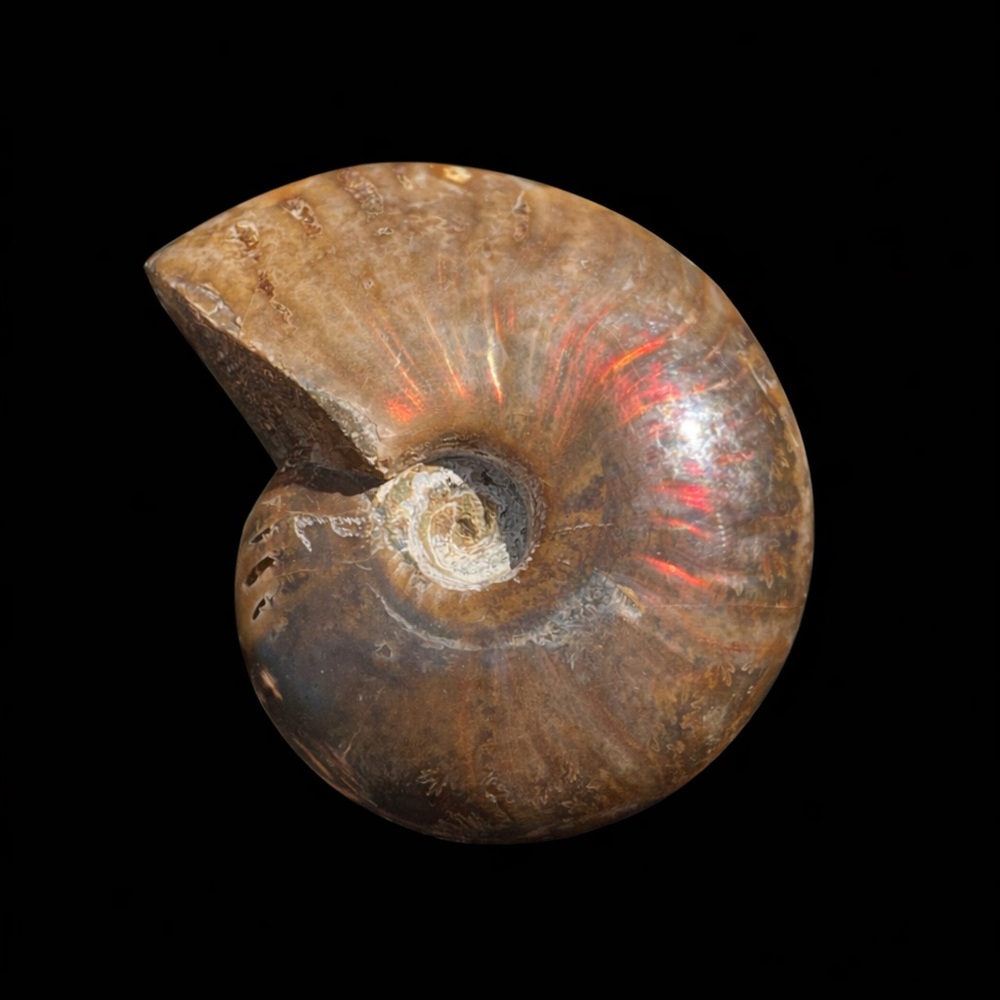 Polished Ammonite Fossil with Iridescent Red Sheen (Madagascar)